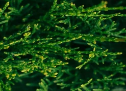 Hortiflora Lebensbaum Thuja Occidentalis Smaragd Heckenpflanze 120-140Cm Discount