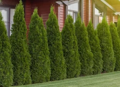 Hortiflora Lebensbaum Thuja Occidentalis Smaragd Heckenpflanze 120-140Cm Discount