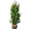 Hortiflora Lebensbaum Thuja Occidentalis Brabant Heckenpflanze 120-140Cm Clearance