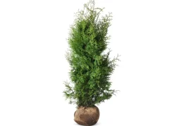 Hortiflora Lebensbaum Thuja Occidentalis Brabant Heckenpflanze 120-140Cm Clearance