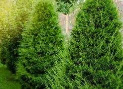Hortiflora Lebensbaum Thuja Occidentalis Brabant Heckenpflanze 120-140Cm Clearance