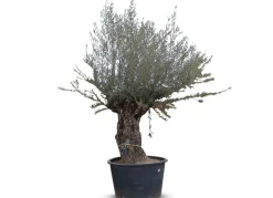 Hortiflora Olivenbaum Olea Europea Bonsai 200-240Cm Sale