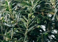 Hortiflora Olivenbaum Olea Europea Bonsai 200-240Cm Sale
