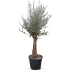 Hortiflora Olivenbaum Olea Europea Old Skin 200-240Cm Outlet