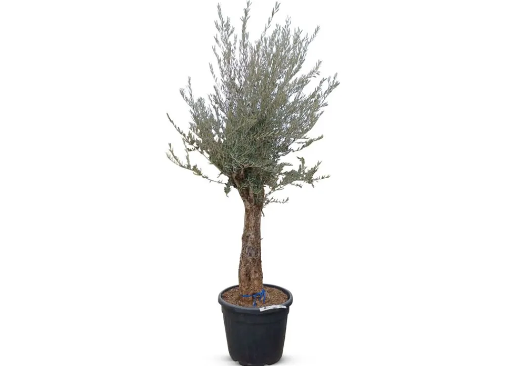 Hortiflora Olivenbaum Olea Europea Old Skin 200-240Cm Outlet