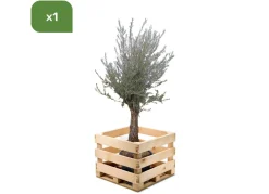 Hortiflora Olivenbaum Olea Europea Old Skin 200-240Cm Outlet