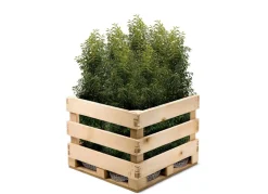 Hortiflora Portugiesische Lorbeerkirsche Prunus Lusitanica Angustifolia Heckenpflanze 200-225Cm Best