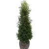 Hortiflora Portugiesische Lorbeerkirsche Prunus Lusitanica Angustifolia Heckenpflanze 175-200Cm Best