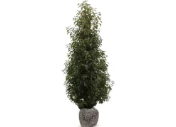 Hortiflora Portugiesische Lorbeerkirsche Prunus Lusitanica Angustifolia Heckenpflanze 150-175Cm Best