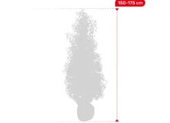 Hortiflora Portugiesische Lorbeerkirsche Prunus Lusitanica Angustifolia Heckenpflanze 150-175Cm Best