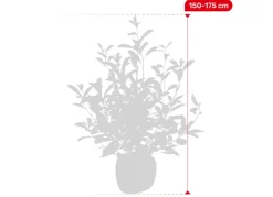 Hortiflora Rote Glanzmispel Photinia Fraseri Red Robin Heckenpflanze 150-175Cm Clearance