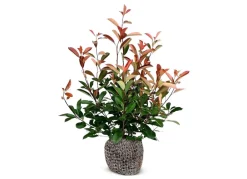 Hortiflora Rote Glanzmispel Photinia Fraseri Red Robin Heckenpflanze 125-150Cm Outlet