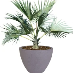 Jelenia Plast Runder Pflanztopf Stone 60X45Cm Grau Sale