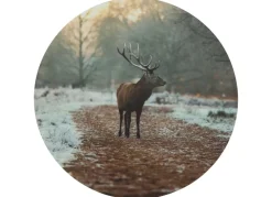 Seasons & Style Rundes Wandbild Aus Mdf 58Cm Hirsch Im Wald Outlet