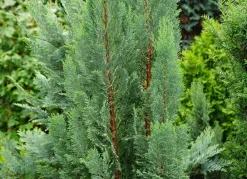 Hortiflora Scheinzypresse Heckenpflanze Chamaecyparis Lawsoniana Columnaris 180-200Cm Best