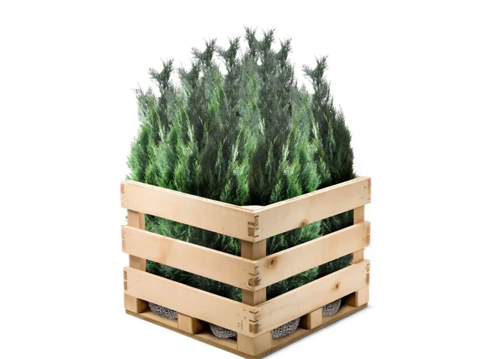 Hortiflora Scheinzypresse Heckenpflanze Chamaecyparis Lawsoniana Columnaris 180-200Cm Best