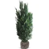 Hortiflora Scheinzypresse Heckenpflanze Chamaecyparis Lawsoniana Columnaris 160-180Cm Sale