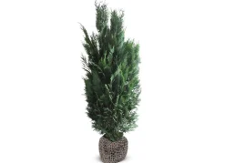 Hortiflora Scheinzypresse Heckenpflanze Chamaecyparis Lawsoniana Columnaris 160-180Cm Sale