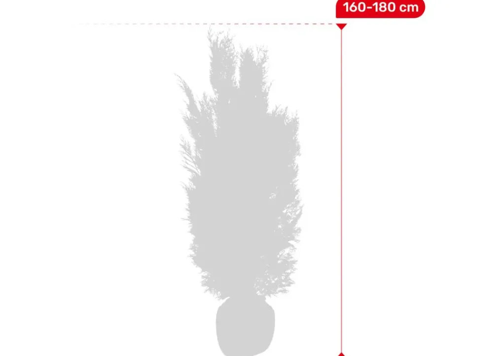 Hortiflora Scheinzypresse Heckenpflanze Chamaecyparis Lawsoniana Columnaris 160-180Cm Sale