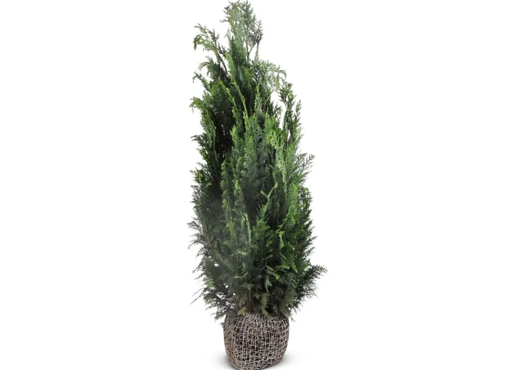 Hortiflora Scheinzypresse Heckenpflanze Chamaecyparis Lawsoniana Columnaris 140-160Cm Hot
