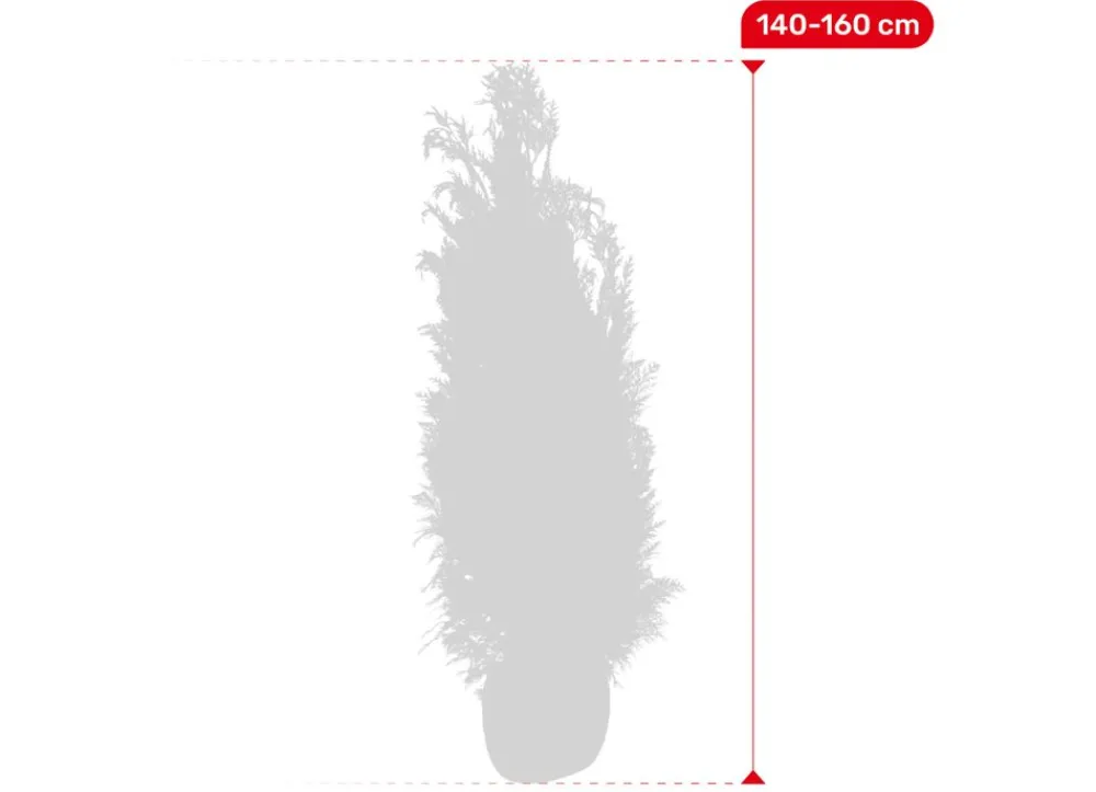 Hortiflora Scheinzypresse Heckenpflanze Chamaecyparis Lawsoniana Columnaris 140-160Cm Hot