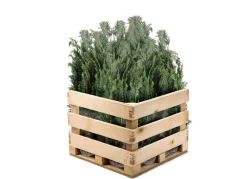 Hortiflora Scheinzypresse Heckenpflanze Chamaecyparis Lawsoniana Columnaris 140-160Cm Hot