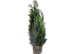 Hortiflora Scheinzypresse Heckenpflanze Chamaecyparis Lawsoniana Columnaris 120-140Cm Best