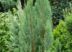 Hortiflora Scheinzypresse Heckenpflanze Chamaecyparis Lawsoniana Columnaris 120-140Cm Best