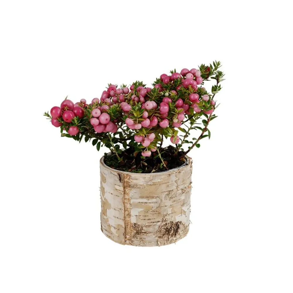 TP Ubertopf Birkenstamm 11X9Cm Hot