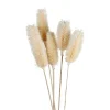 TP Weise Distel Getrocknet 70Cm 5-Teilig Clearance