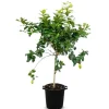 Hortiflora Zitronenbaum Citrus Limon 140-160Cm Outlet