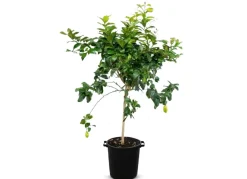 Hortiflora Zitronenbaum Citrus Limon 140-160Cm Outlet
