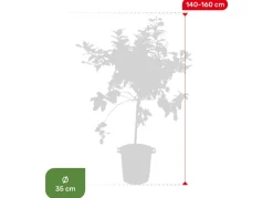 Hortiflora Zitronenbaum Citrus Limon 140-160Cm Outlet