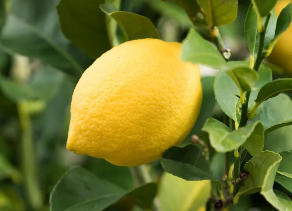 Hortiflora Zitronenbaum Citrus Limon 140-160Cm Outlet