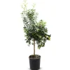 Hortiflora Zwergorangenbaum Citrus Fortunella Kumquat 140-160Cm Outlet