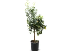 Hortiflora Zwergorangenbaum Citrus Fortunella Kumquat 140-160Cm Outlet