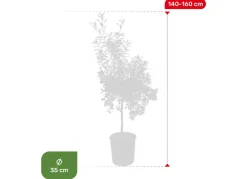 Hortiflora Zwergorangenbaum Citrus Fortunella Kumquat 140-160Cm Outlet