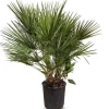 Hortiflora Zwergpalme Chamaerops Humilis 110-130Cm